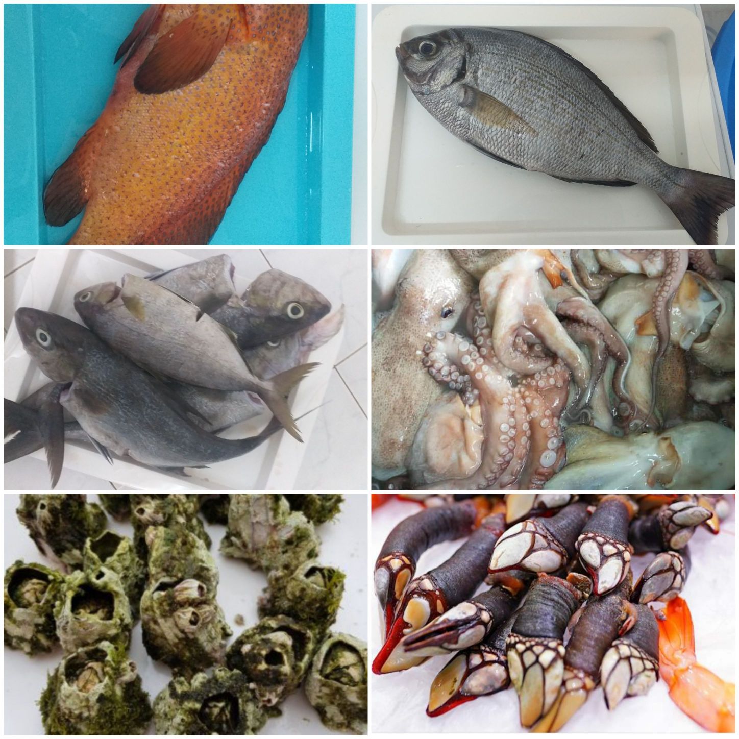 Escolhe Boutique de Peixe na compra do seu peixe porque aqui encontras a higene e a qualidade.🤗