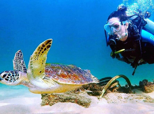 Mergulho com Tartarugas em São Pedro para 4 pessoas