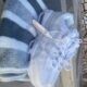 Air force