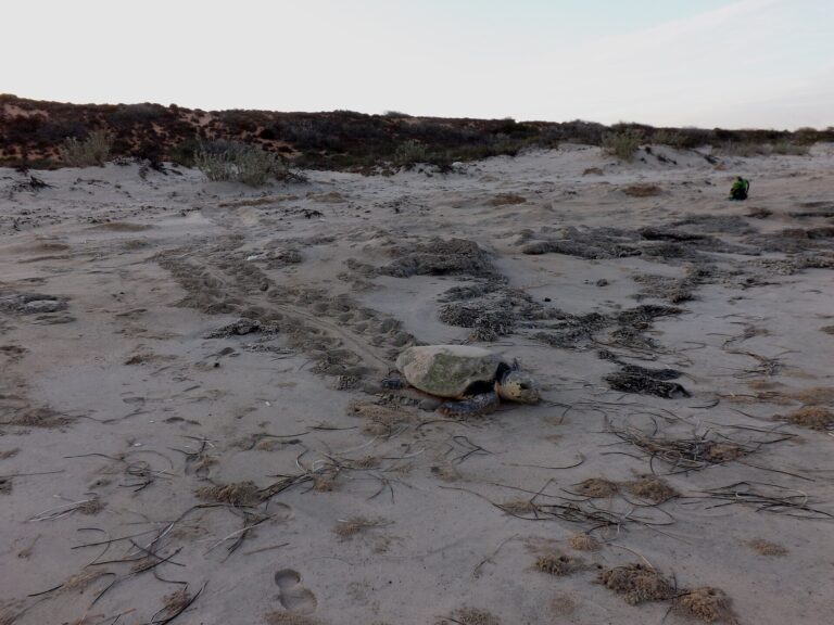 Boa Vista: observação noturna de tartarugas (época de desova)