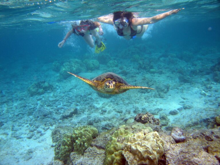 São Vicente: snorkel com tartarugas em São Pedro