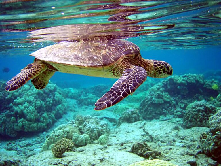 São Vicente: snorkel com tartarugas em São Pedro